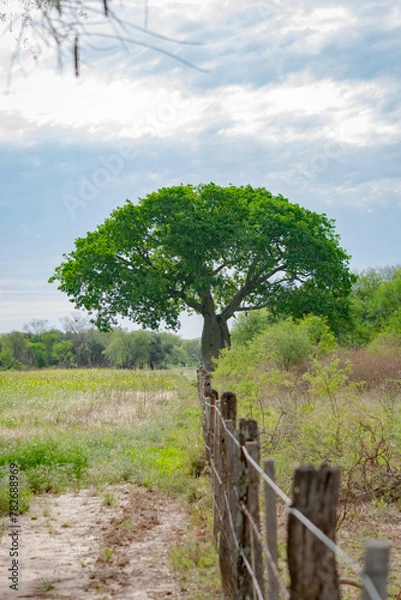 Obraz Palo Borracho, palo Botella en el Campo