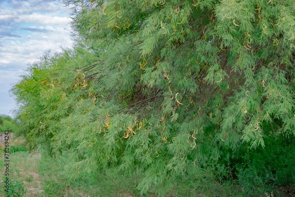 Obraz Planta de Algarrobo Blanco