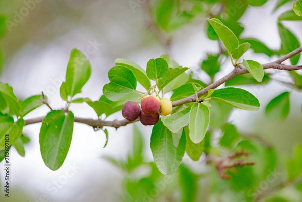 Obraz Frutas de Mistol 