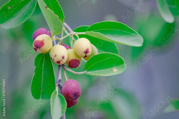 Obraz Frutas de Mistol 