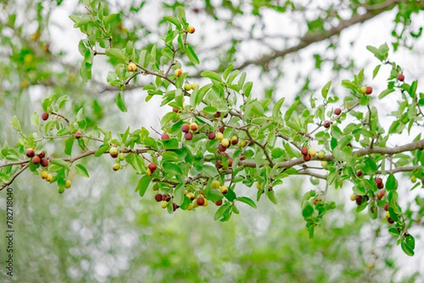 Obraz Frutas de Mistol 