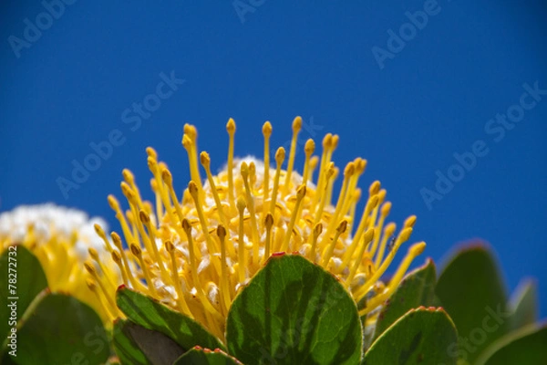 Fototapeta Protea d'Afrique du sud