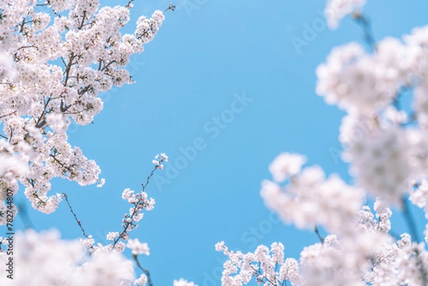 Fototapeta 青空の下満開に咲いた桜の花