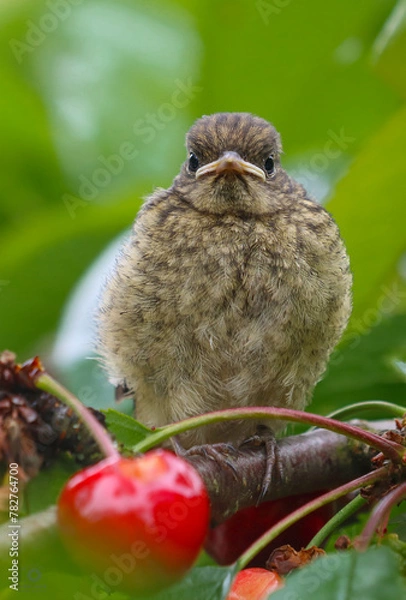 Obraz A baby bird sits on a cherry branch.