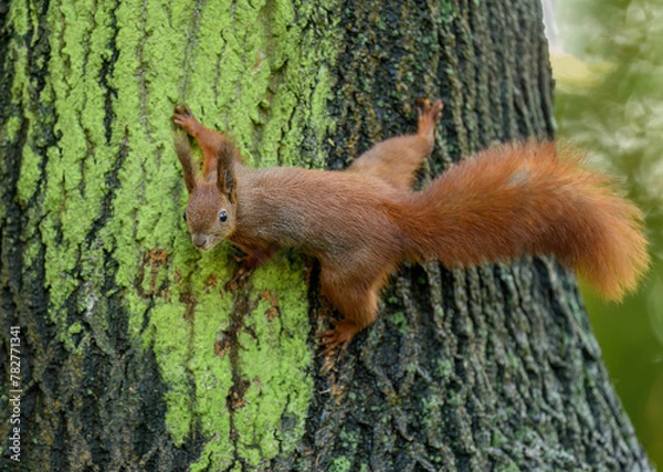 Fototapeta Red squirrel ( Sciurus vulgaris ) close up
