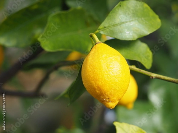 Fototapeta 大きく実ったレモン