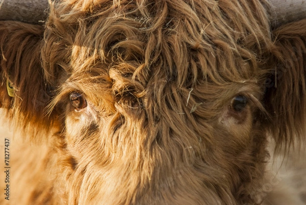 Fototapeta Scottish Highland
