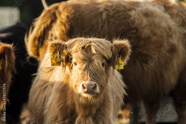 Fototapeta Scottish Highland