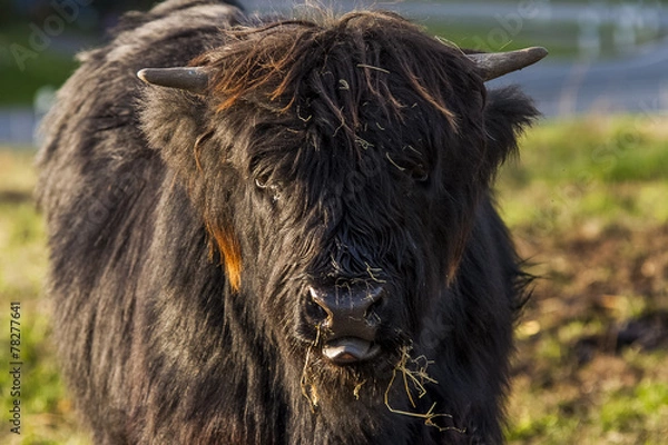 Obraz Scottish Highland