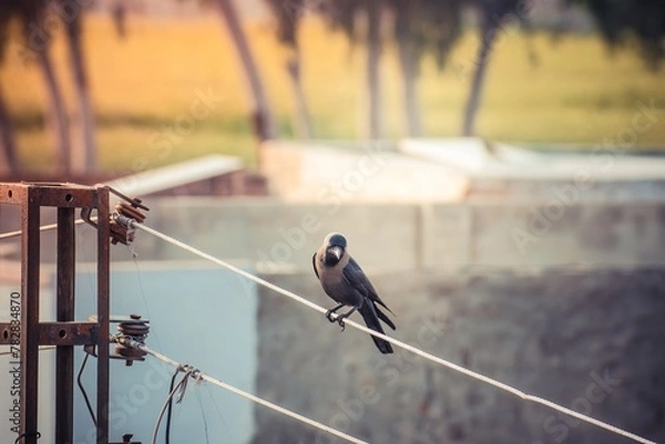Obraz crow bird sitting on a wire