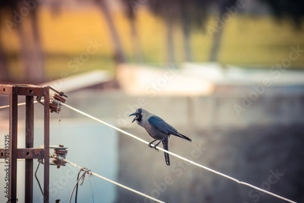 Obraz crow bird sitting on a wire