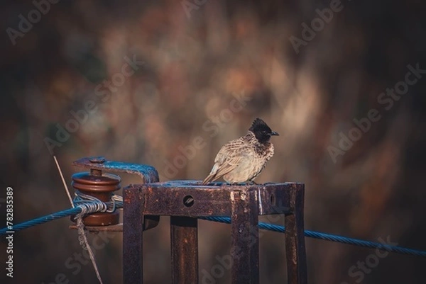 Obraz bulbul bird sitting on an electric pole