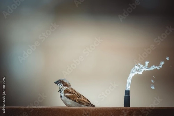 Obraz male sparrow taking a bath