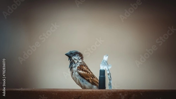 Obraz male sparrow taking a bath