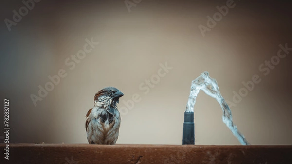 Obraz male sparrow taking a bath