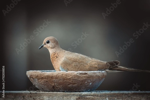 Obraz laughing dove sitting and eating seeds with blurred background