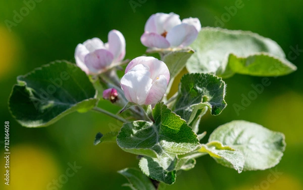 Fototapeta Flowers on an apple fruit tree in spring. Close-up
