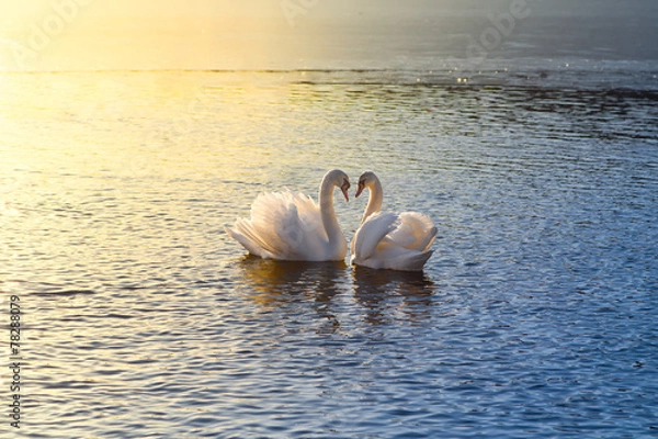 Obraz two swans forming a heart