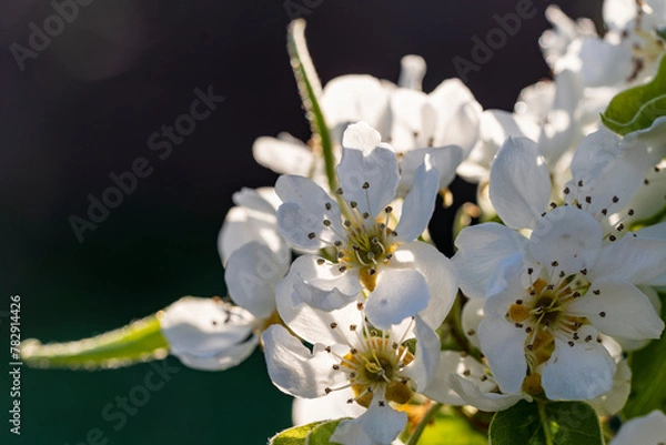 Fototapeta Closeup of white pear flowers on spring garden background