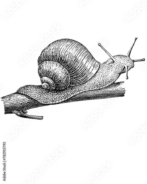 Obraz Crawling Snail sketch isolated on white. Hand drawn sketch illustration engraving style