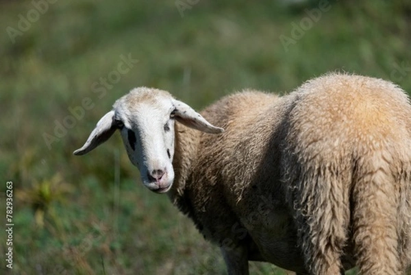 Fototapeta Selective of sheep in a pasture