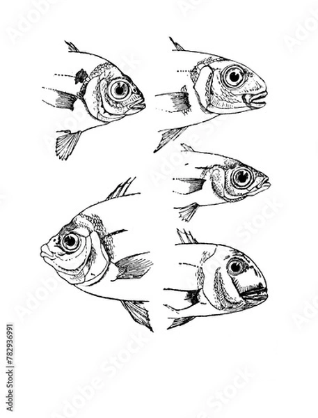 Fototapeta Daurade fish sketch isolated on white. Hand drawn sketch illustration engraving style 