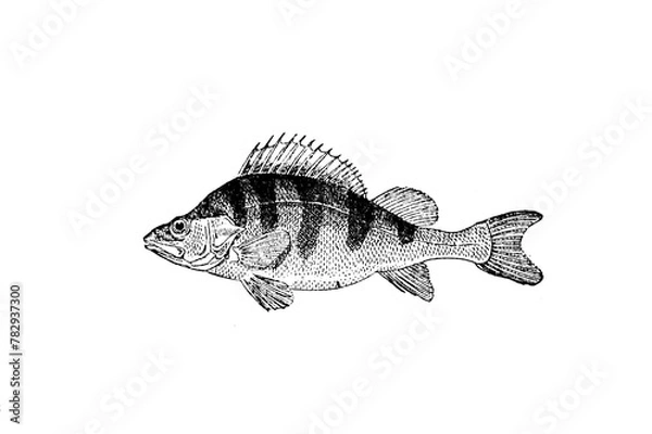 Fototapeta Carpe fish sketch isolated on white. Hand drawn sketch illustration engraving style