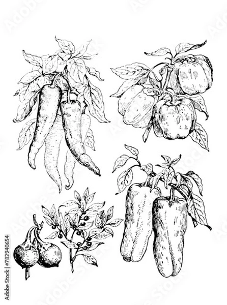Obraz Piments croquis isolé sur blanc. Style de gravure d'illustration de croquis dessinés à la main