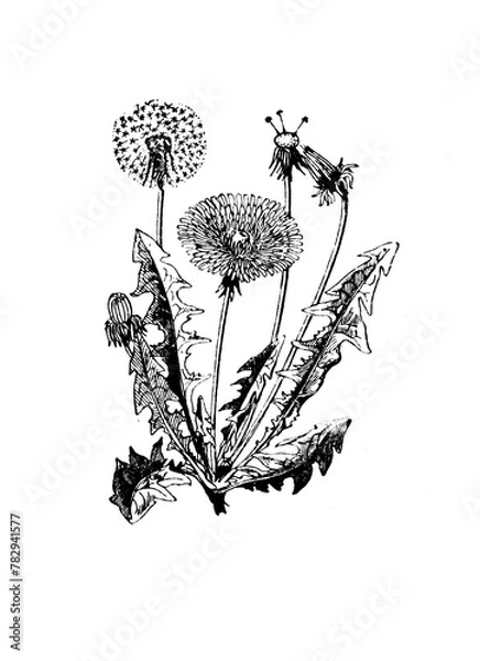 Fototapeta Pissenlit croquis isolé sur blanc. Style de gravure d'illustration de croquis dessinés à la main