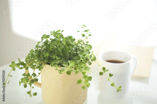 Obraz 観葉植物とコーヒーカップ