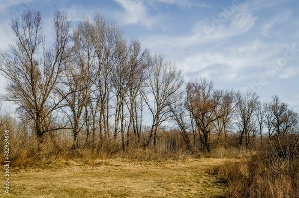 Fototapeta Swamp covered with grass and autumn trees