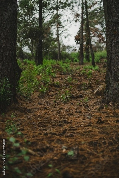 Fototapeta Vertical shot of green grass growing in a forest under a cloudy sky