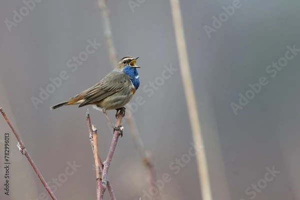 Obraz Bluethroat on a tree branch in Sweden.