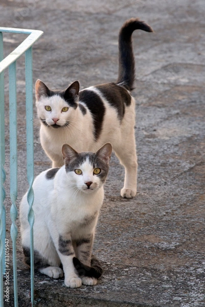 Fototapeta two cats standing on the floor, watching the camera. selective focus