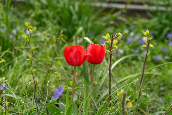Obraz 並んだチューリップ