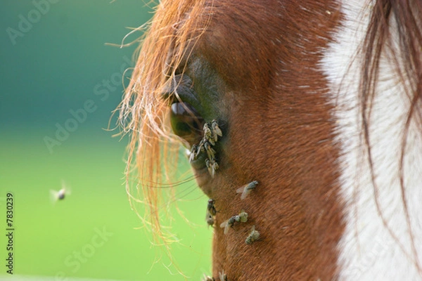 Fototapeta Pferd - Fliegen schwirren ums Auge