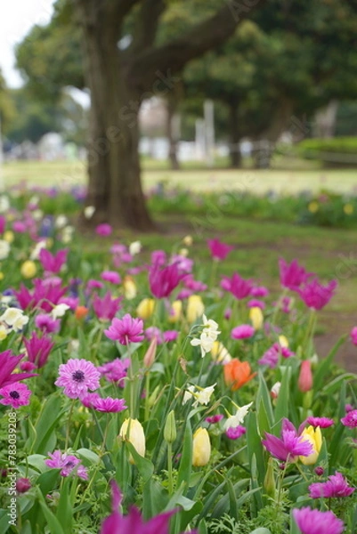 Fototapeta 日本の横浜の山下公園の花2024