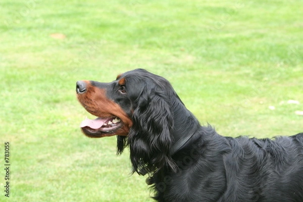 Obraz gordon setter in garden