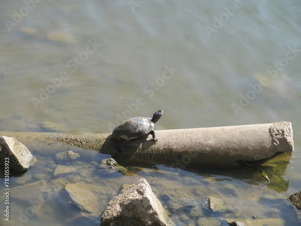Obraz Red-Eared Slider Turtle Resting at Sankey Tank, Bengaluru 