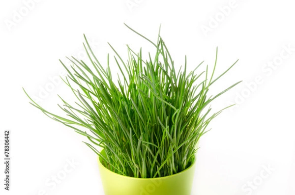 Obraz Chives, culinary herb