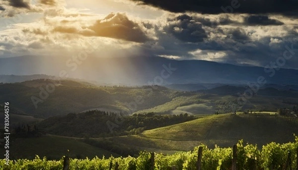 Fototapeta view of vineyards in the tuscan valley