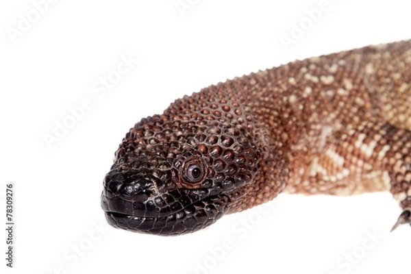 Obraz Venomous Beaded lizard isolated on white