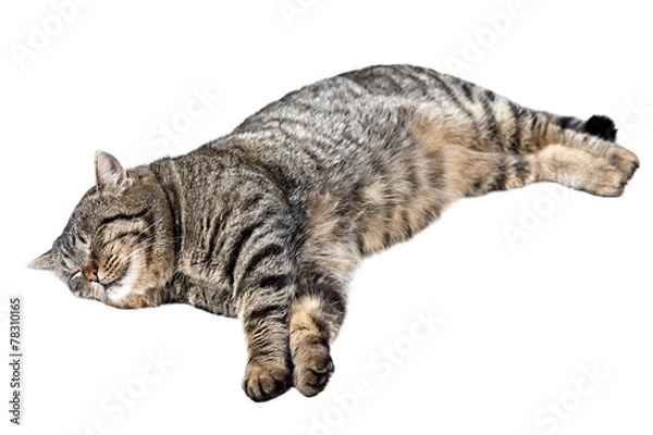 Obraz Gray striped cat sleeping on a white background. Isolated.