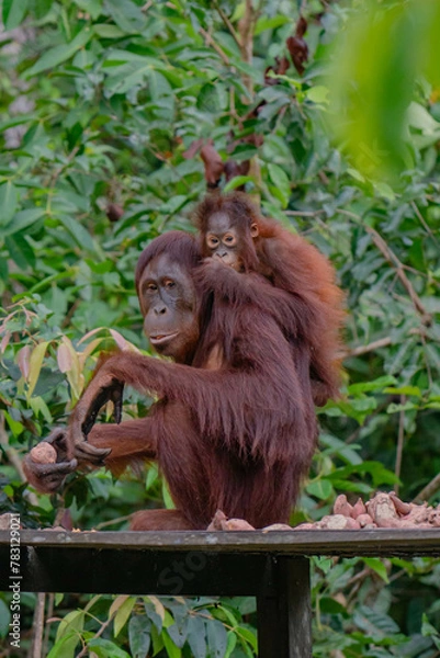 Fototapeta a wild orangutan on the borneo jungle