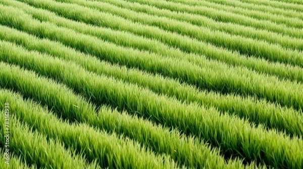 Fototapeta staple uncooked rice white