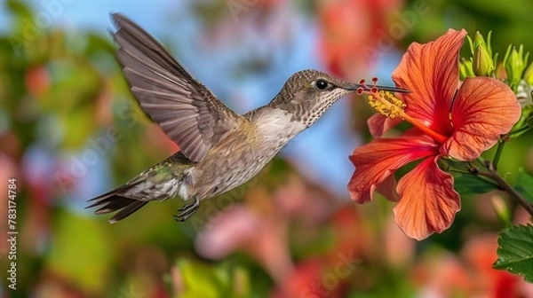 Fototapeta Vibrant Hummingbird in Flight with Red Hibiscus, generative ai