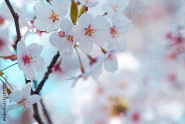 Fototapeta 満開の桜