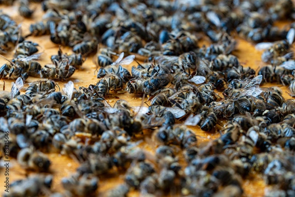 Fototapeta Many dead bees in the hive, closeup. Colony collapse disorder. Starvation, pesticide exposure, pests and disease