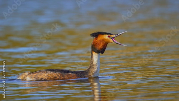 Fototapeta Great Crested Grebe (Podiceps cristatus).
