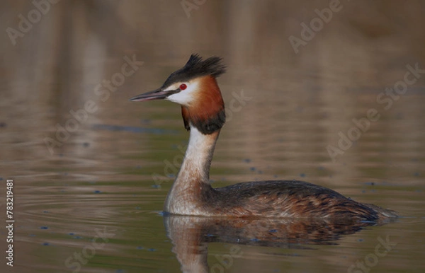 Fototapeta Great Crested Grebe (Podiceps cristatus).